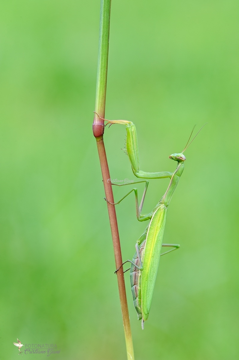 Mantide religiosa