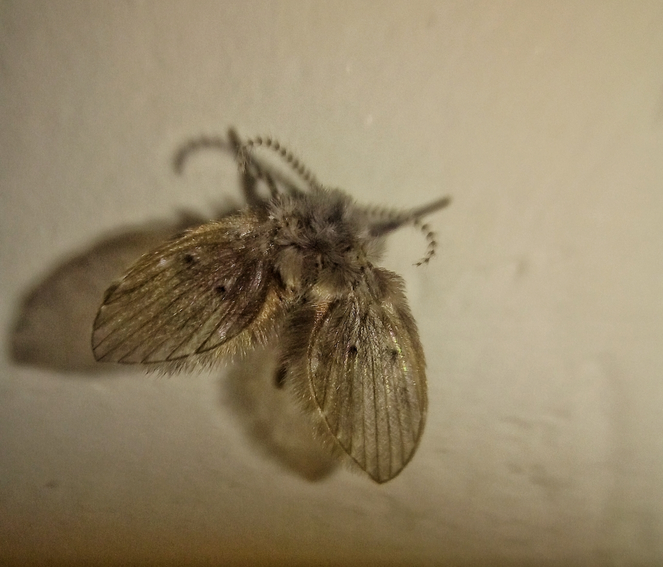 Clogmia Albipunctata
