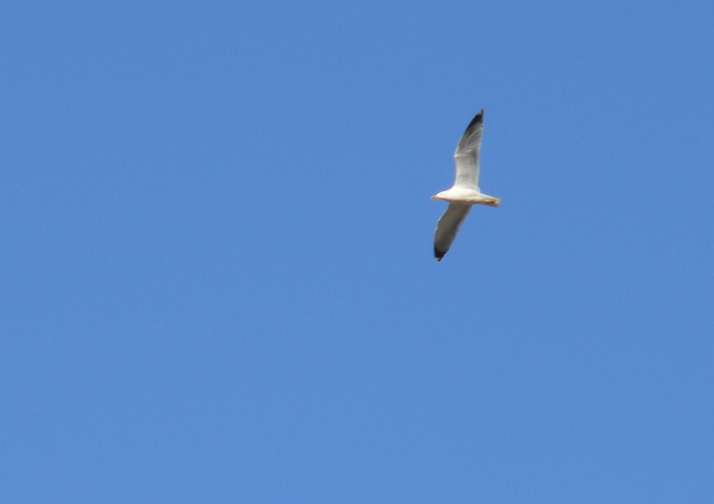 Gabbiano in volo