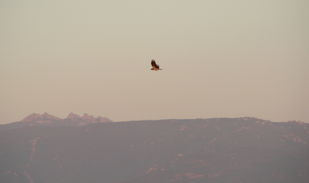 volo al tramonto