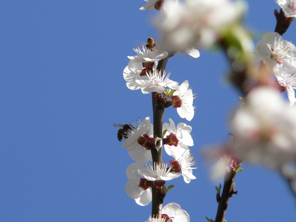api sui fiori