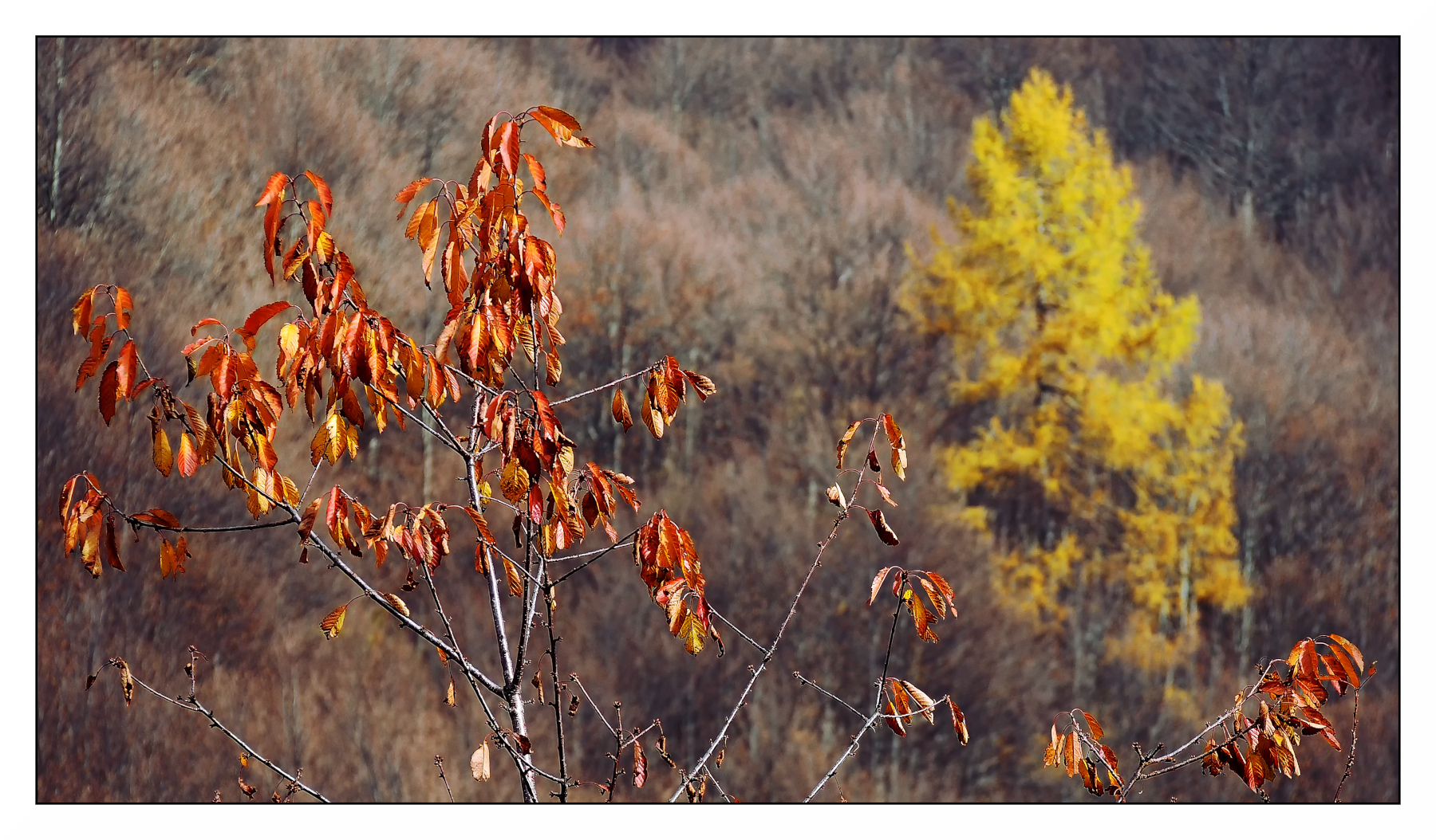 Particolari d'autunno