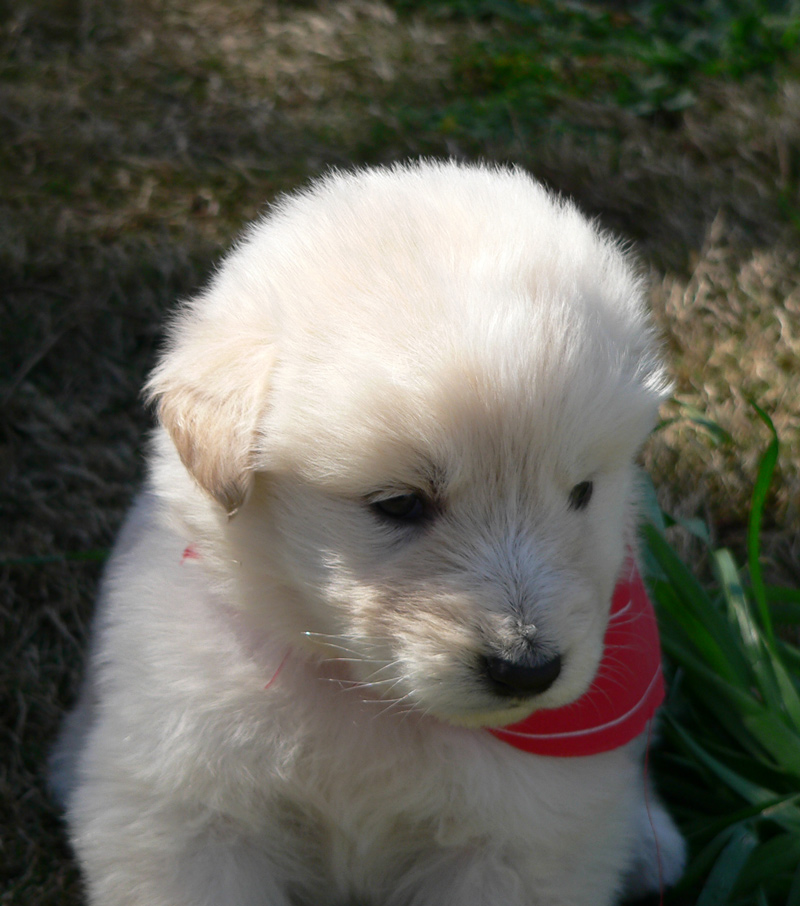 Gold Retriever cucciolo