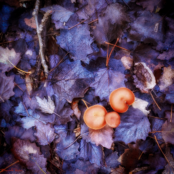 dettagli di sottobosco.....