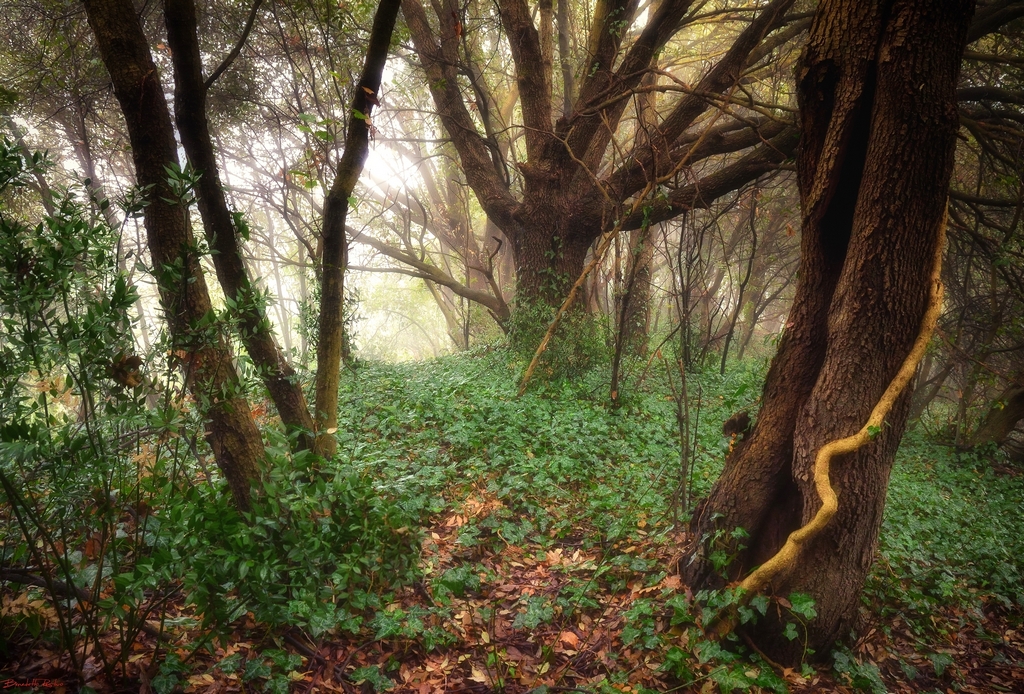 il respiro del bosco.....