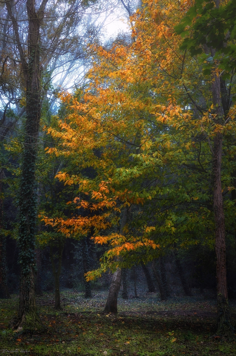 magia nel bosco, l'albero.....