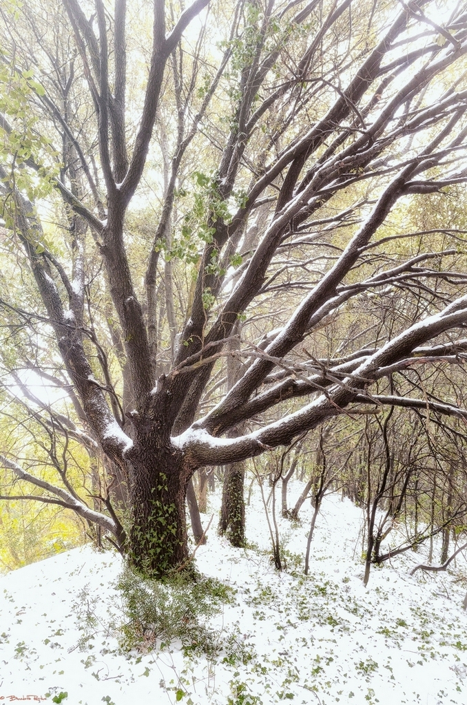 il respiro del bosco, neve.....