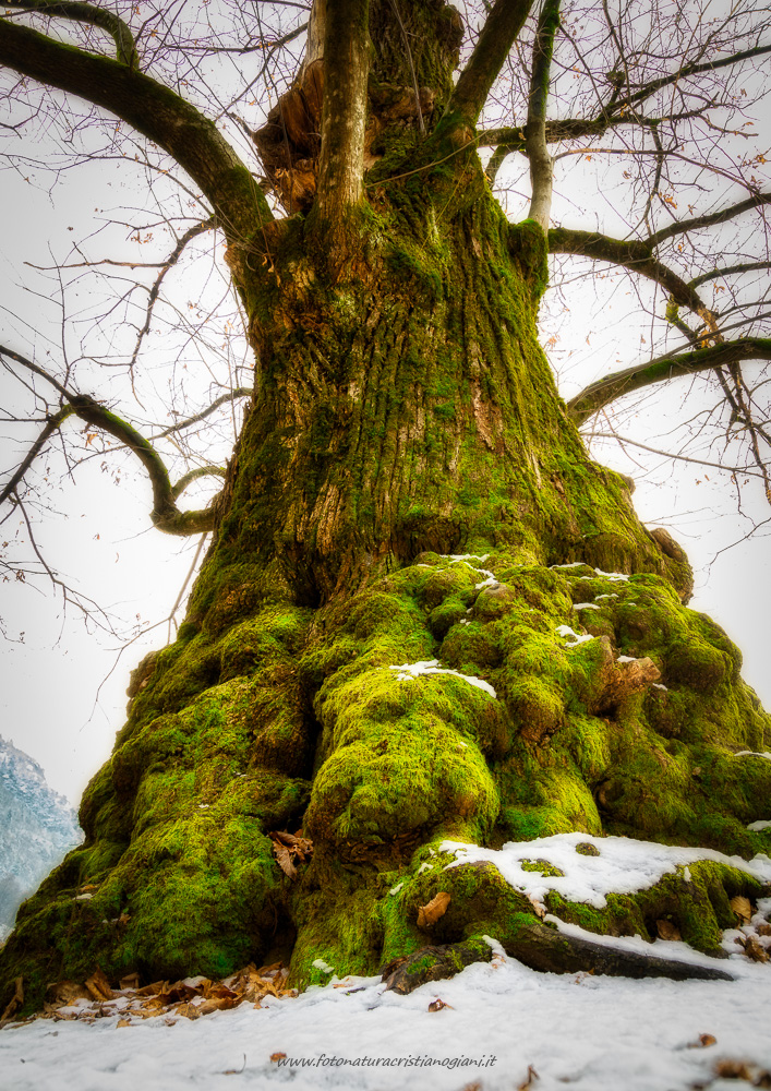 Un testimone del tempo Un testimone del tempo
