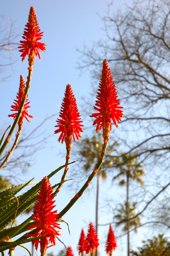 ortobotanico 2