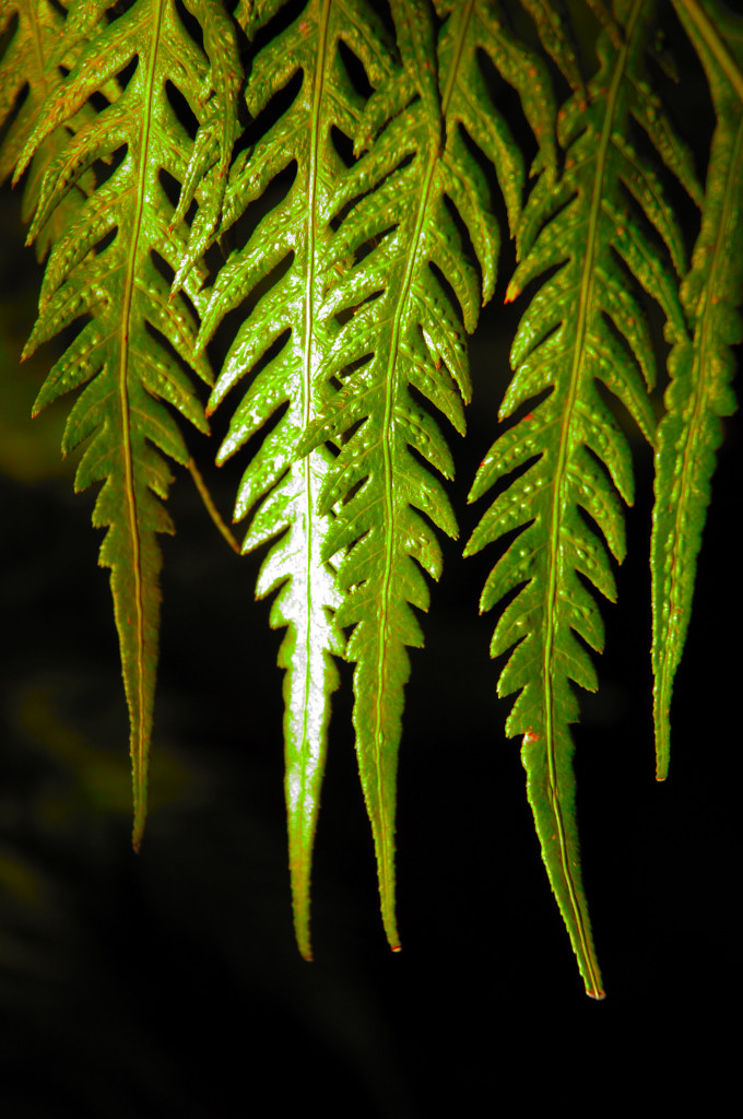 ortobotanico 3