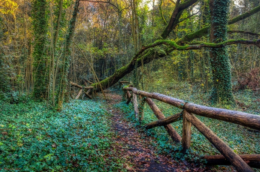 il respiro del bosco.....