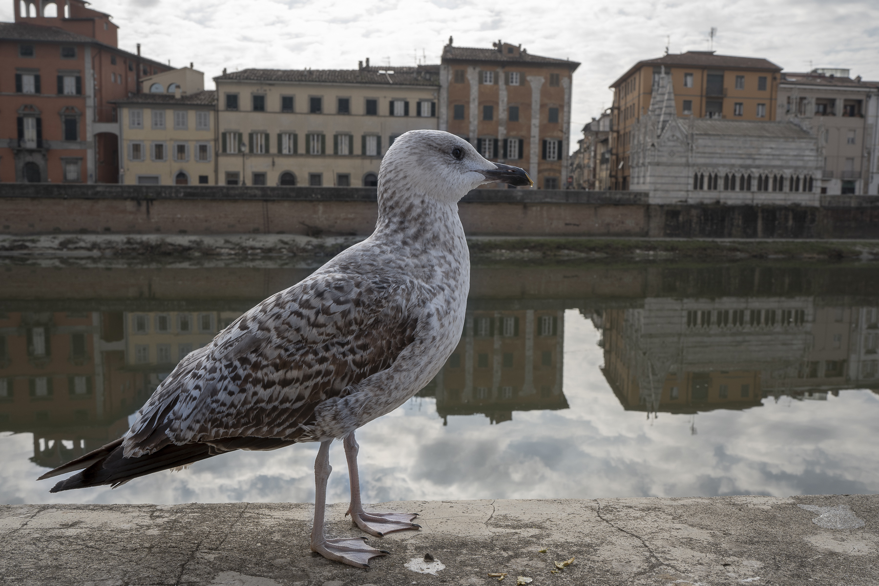 Il turista