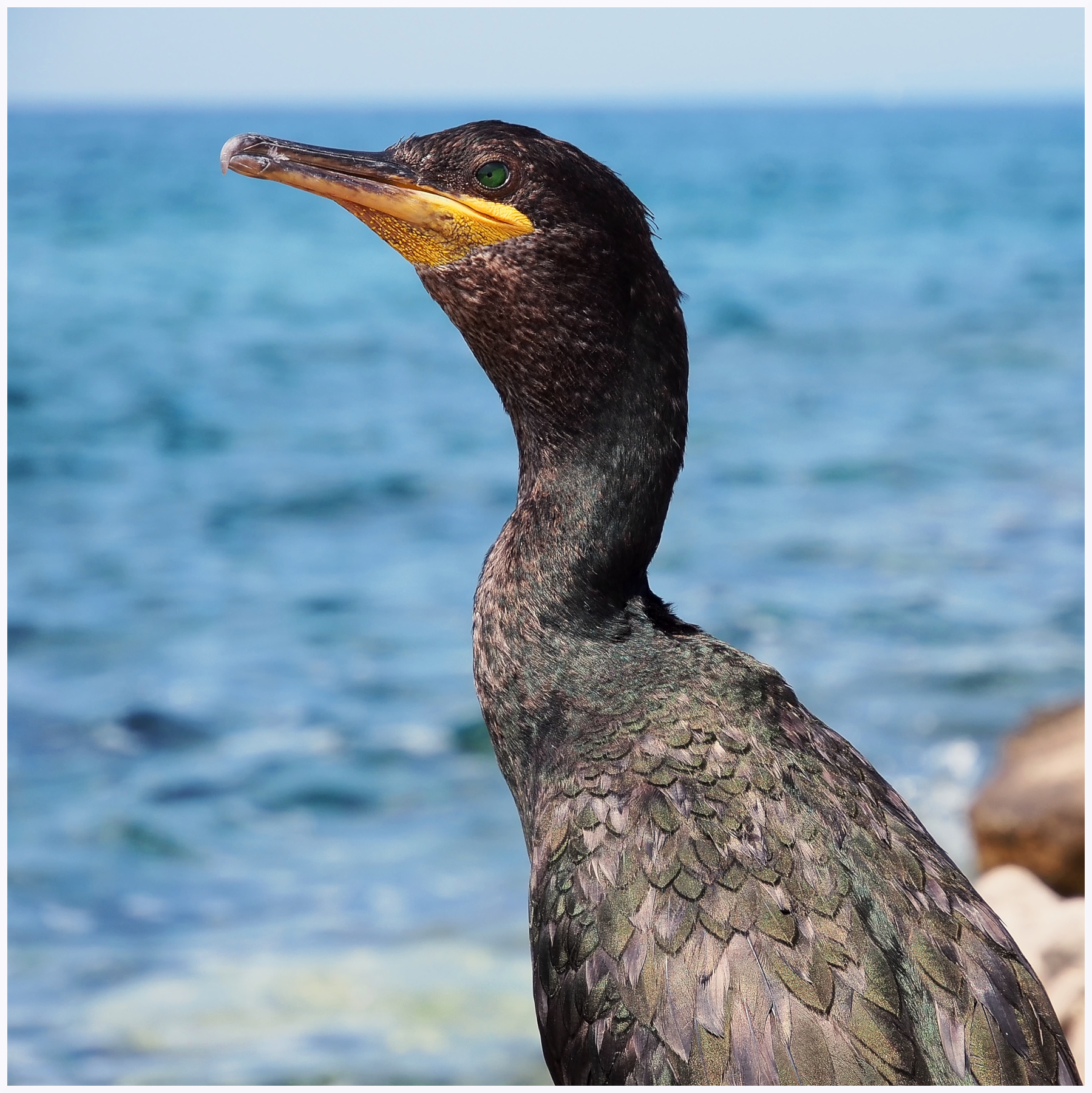 Cormorano