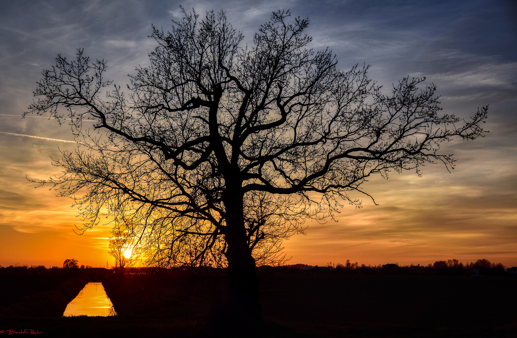 il tramonto e l'albero.....