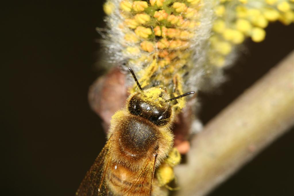 ape pollinosa
