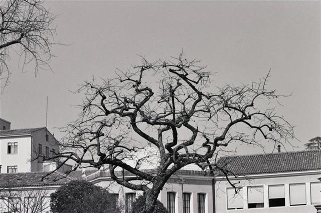 albero