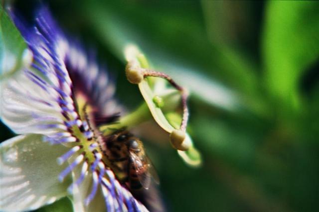 fiore2