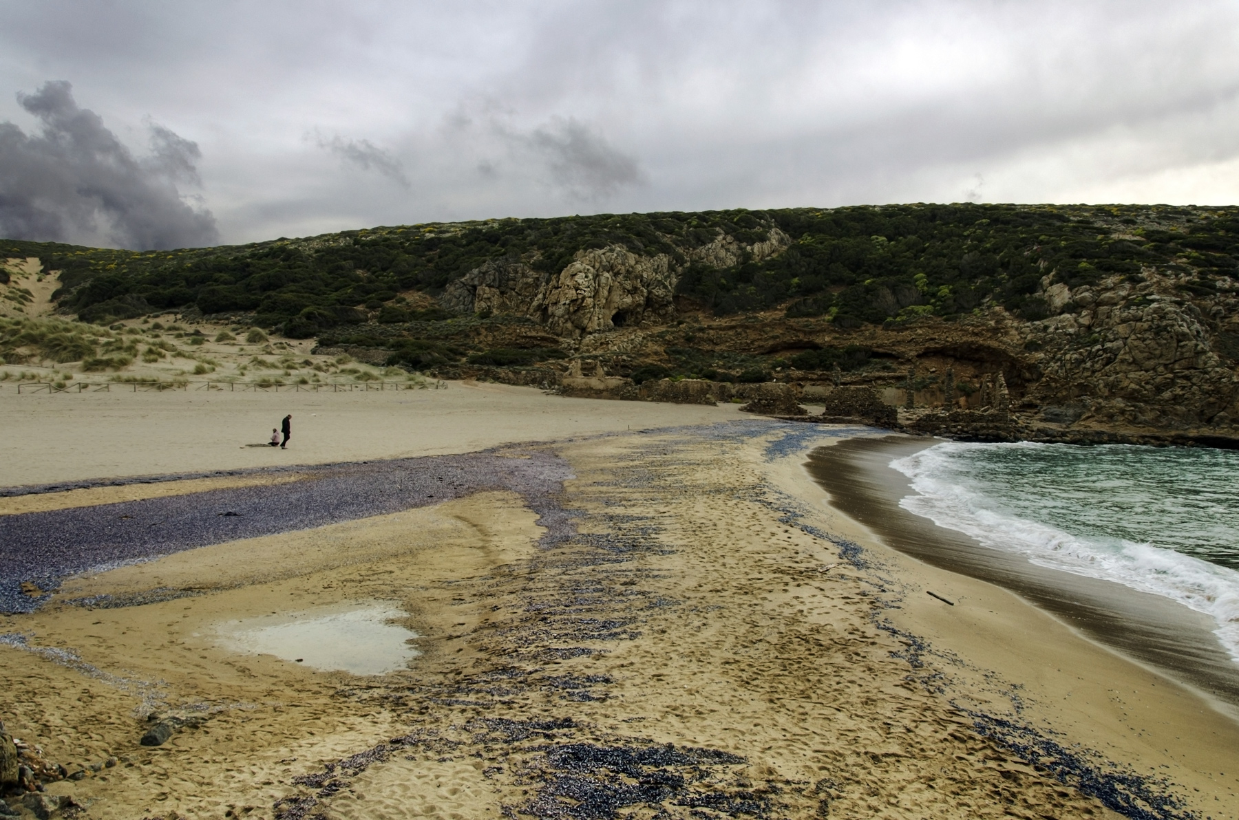 Cala domestica