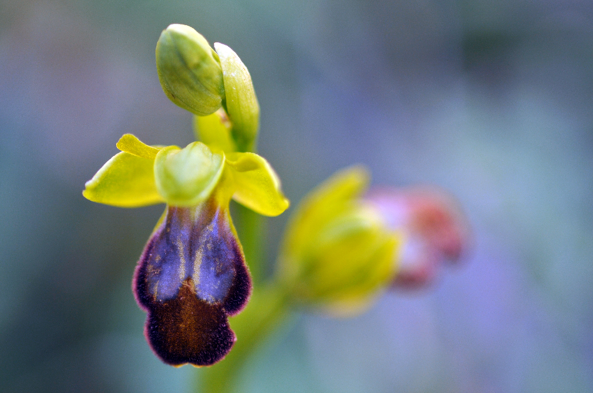 Orchidea
