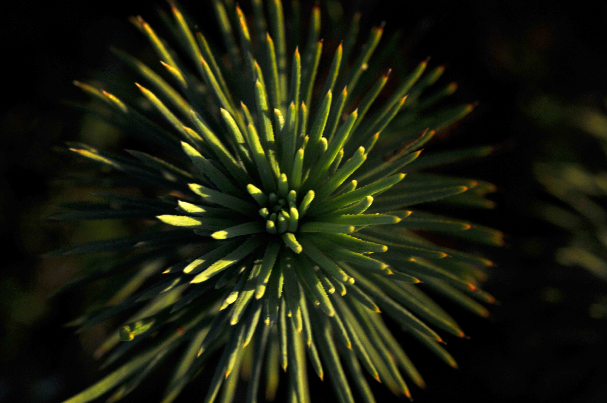 Greenfire