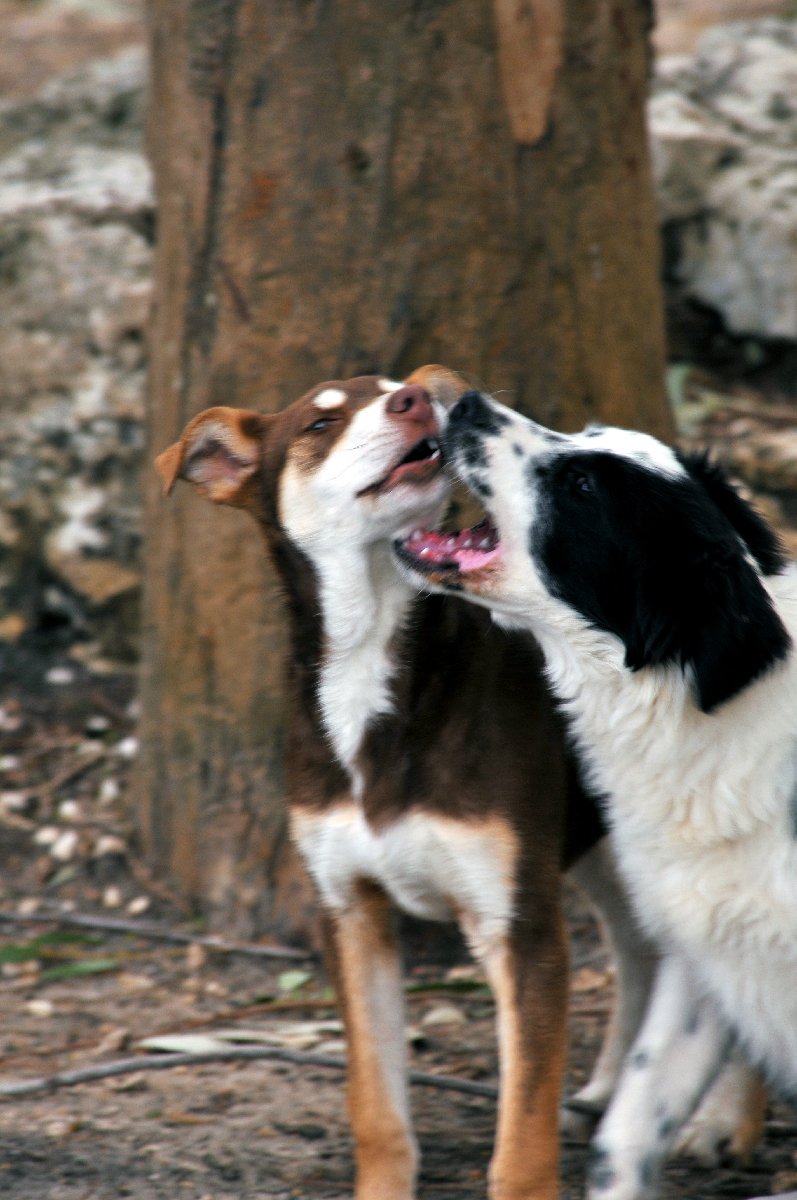 Amici