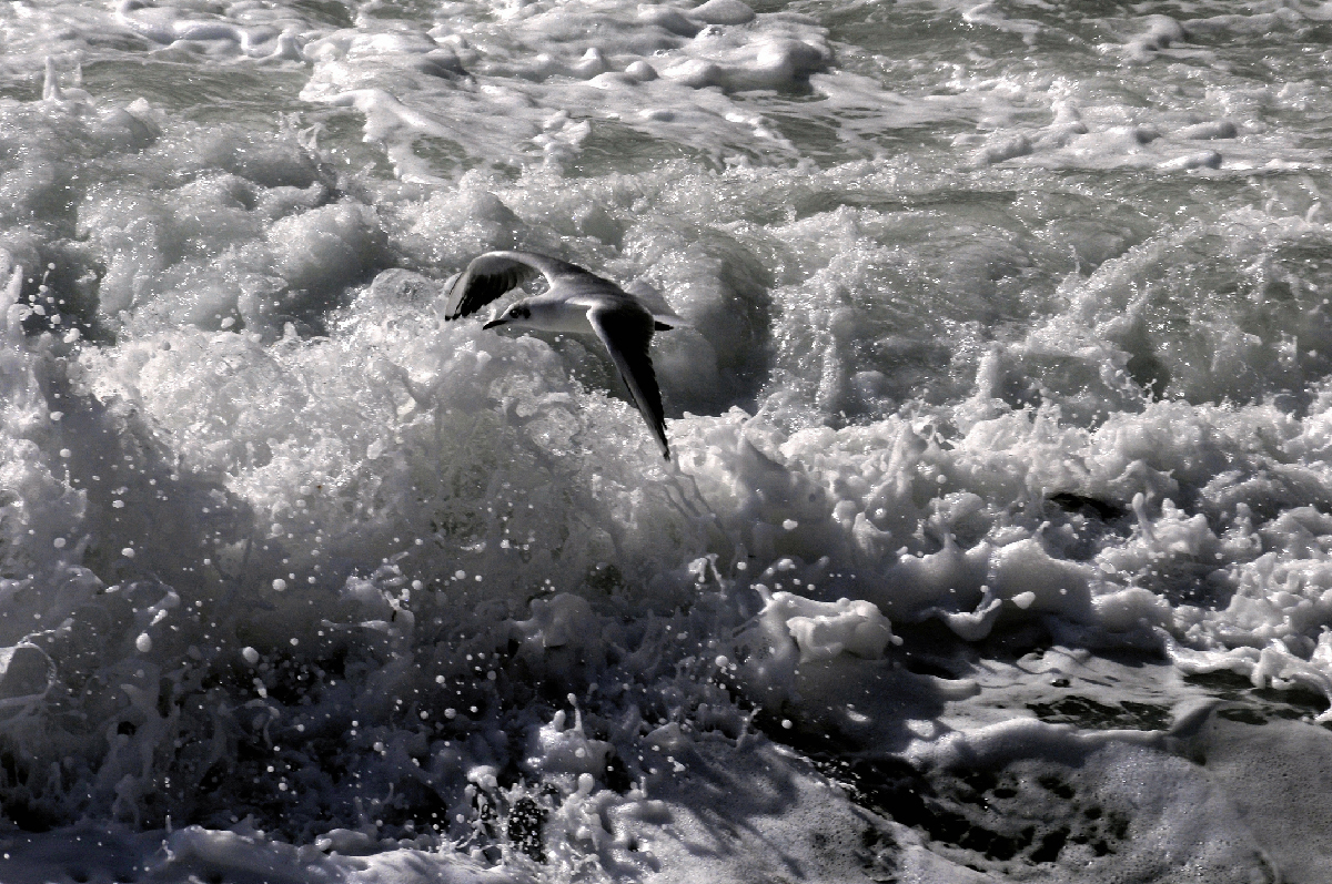 fra le onde