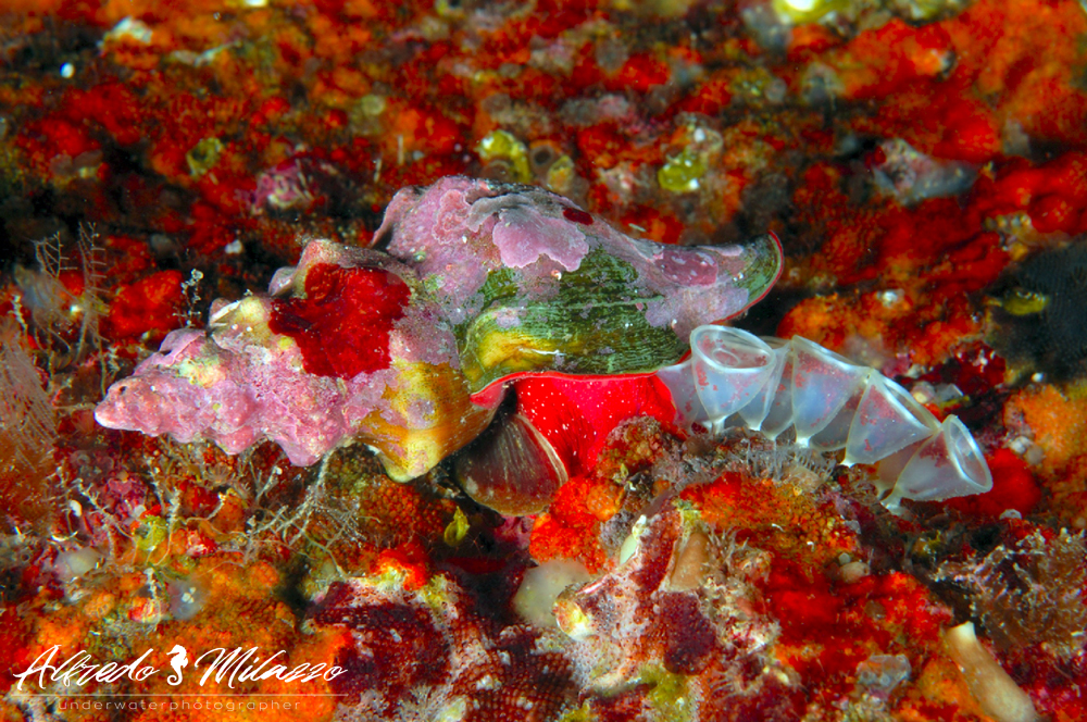 Ovatura di Gasteropode
