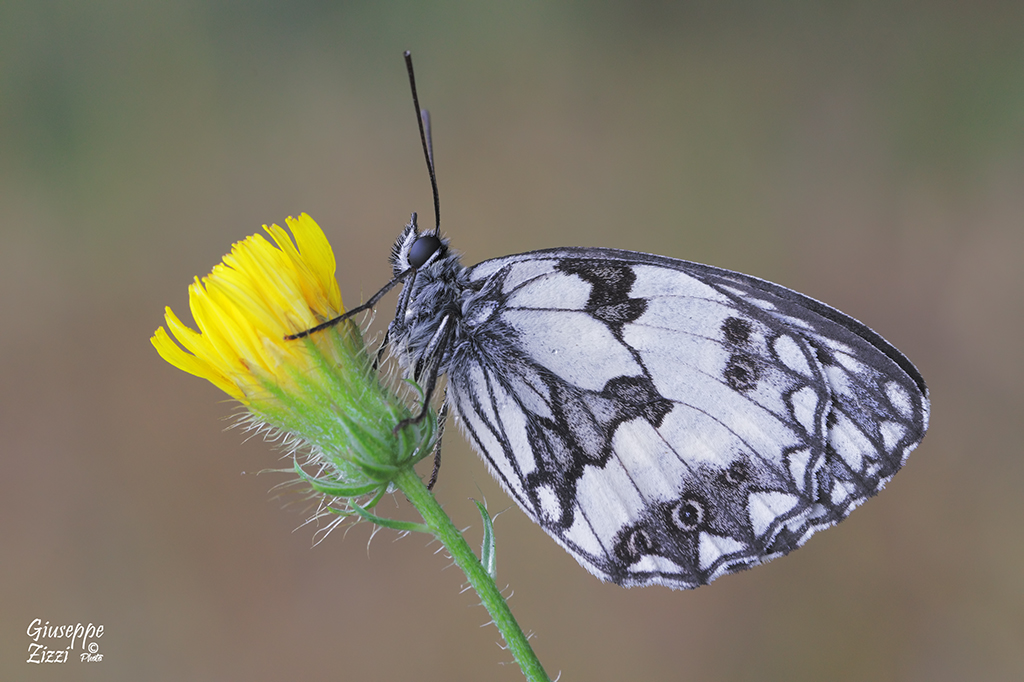 Melanargia galathea