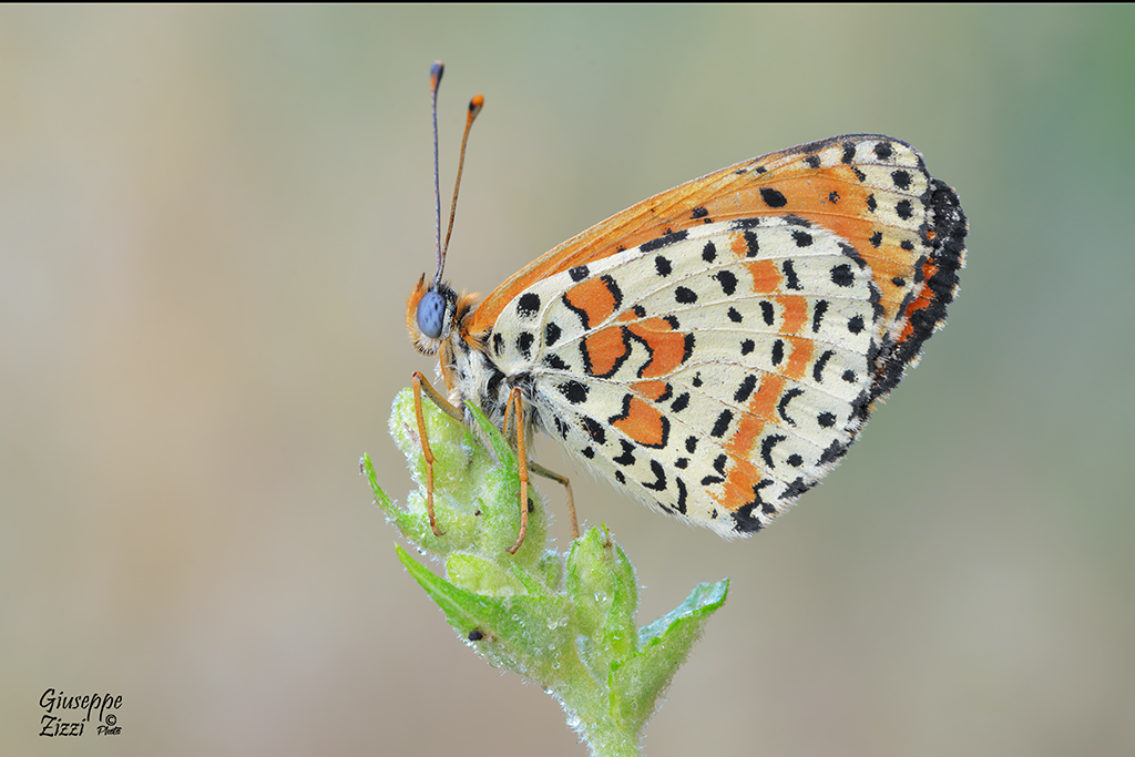 Melitaea didyma