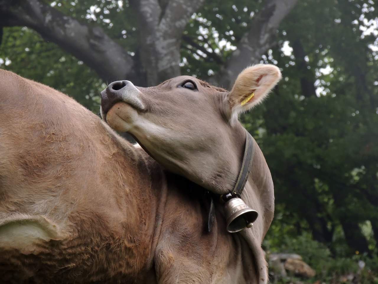 Natura