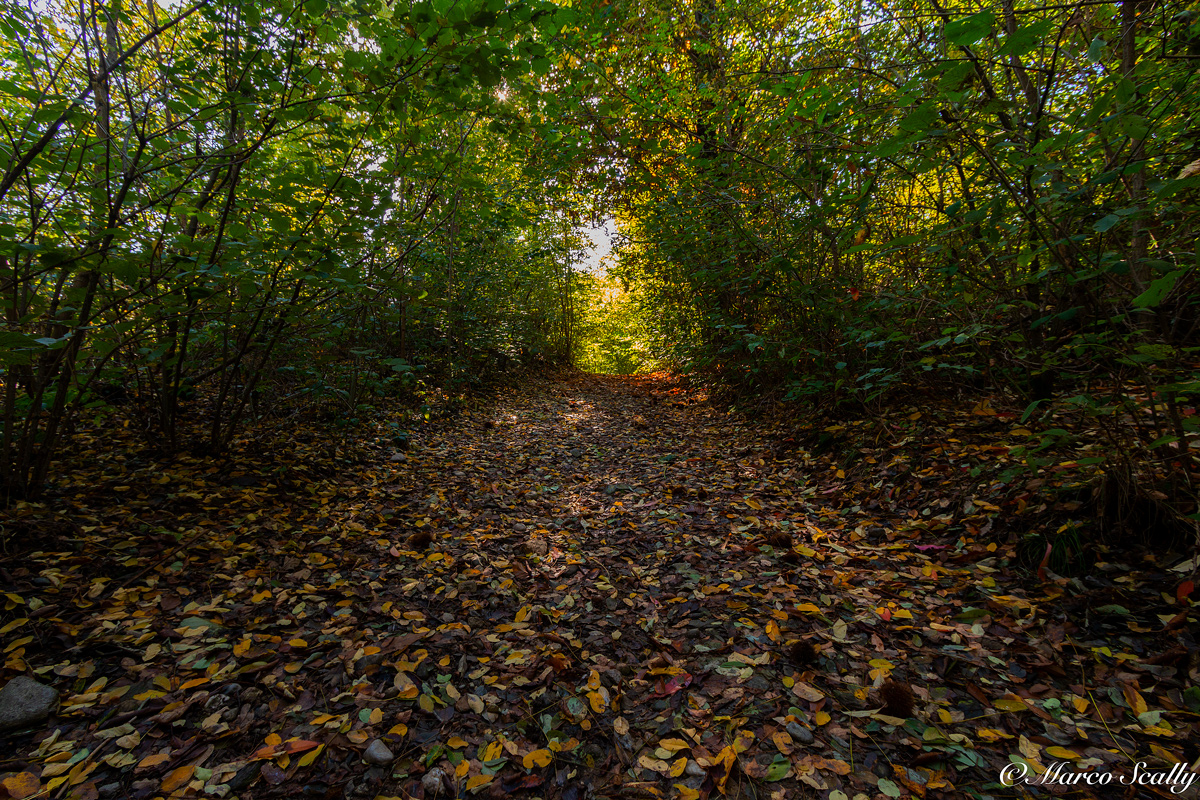 Sottobosco di Induno Olona