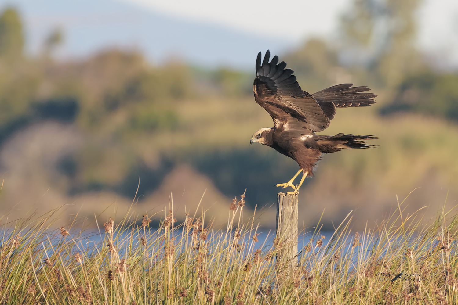 Falco-di-palude_DSC6420