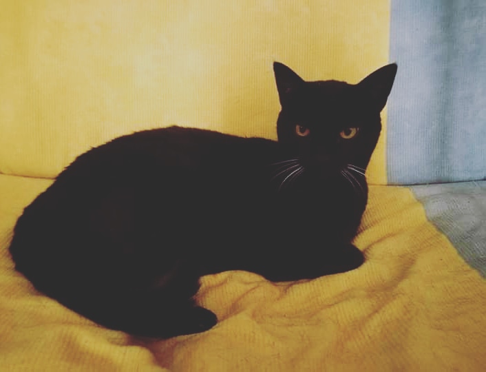 gatto