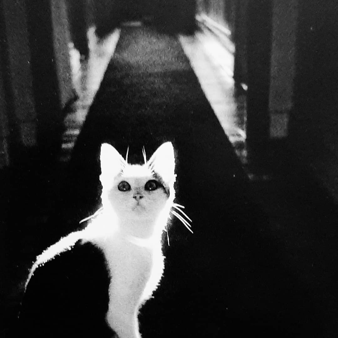 Minou. Francia 1979