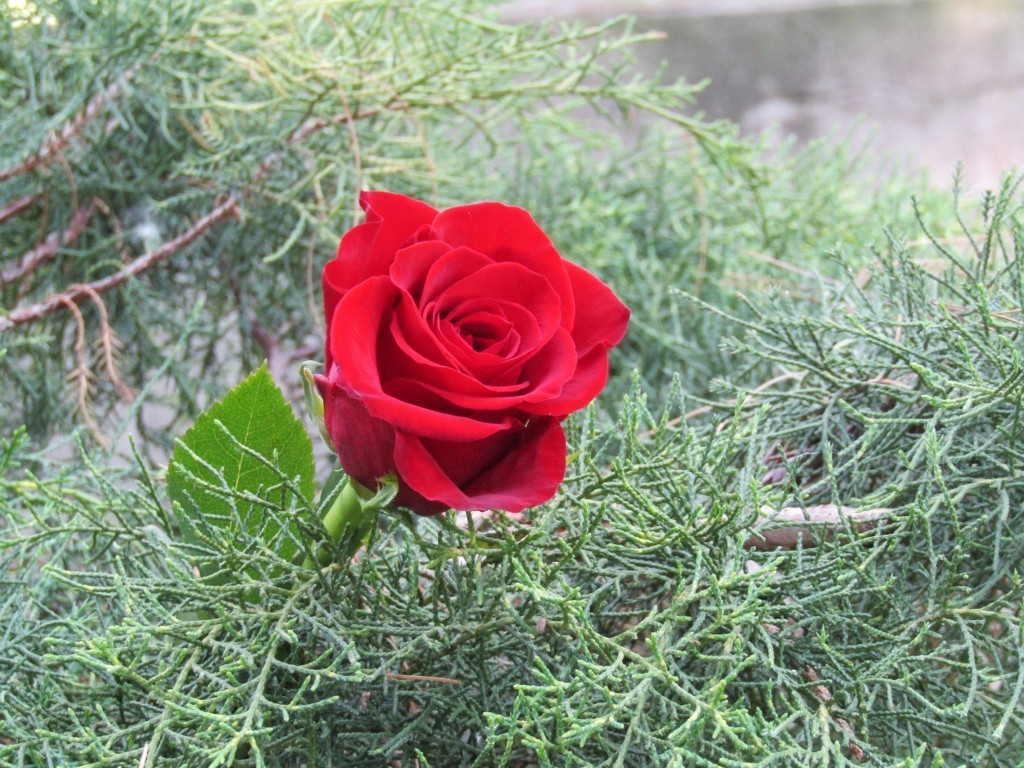 Rosa rossa