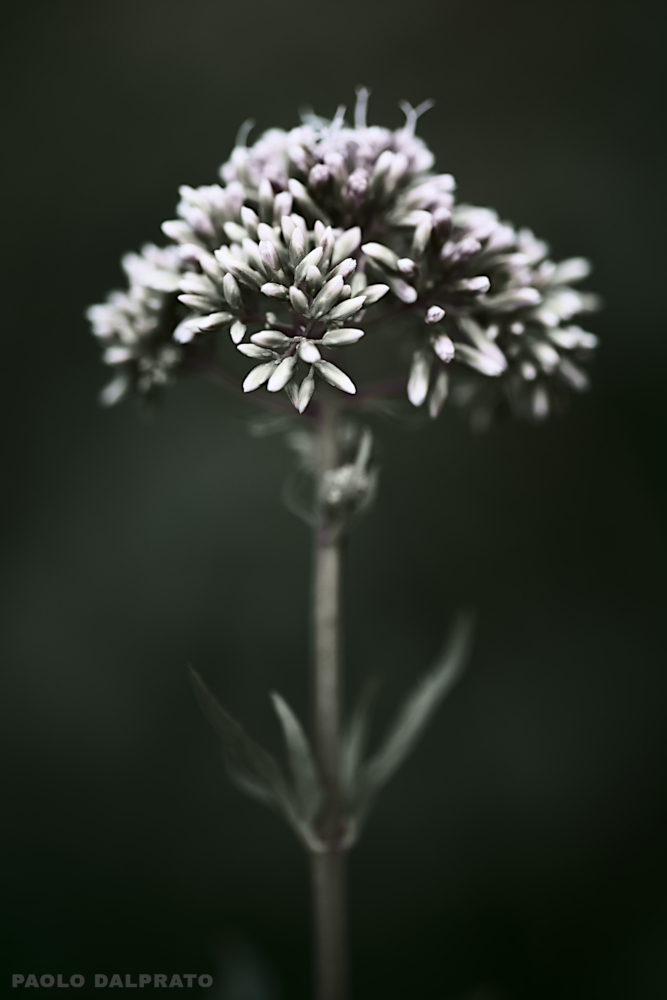 Non faccio foto di fiori