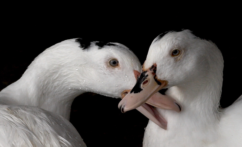 I'm duck in love