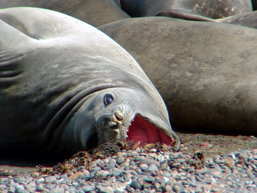 Punta_Delgada_00055