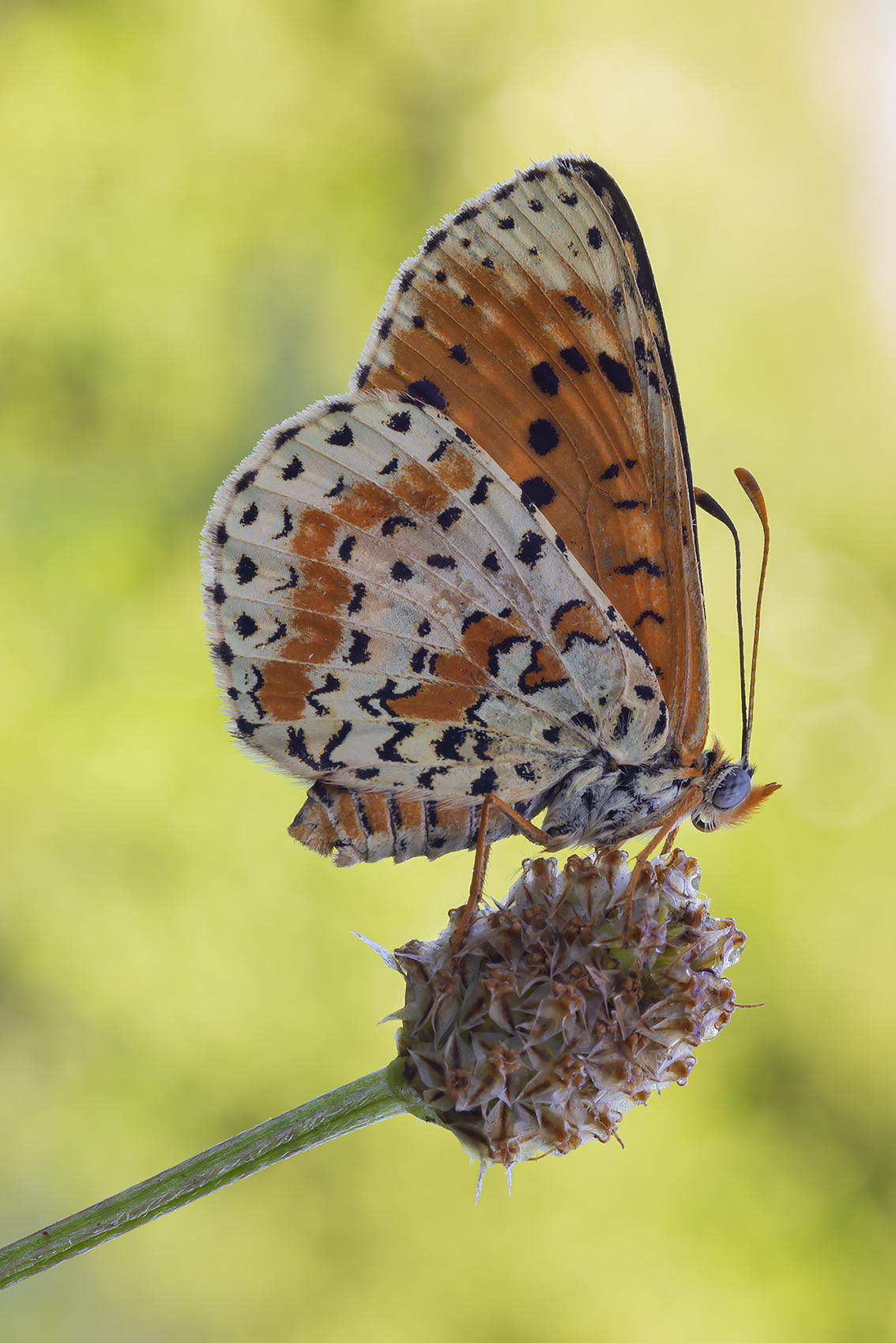 Melitaea Didyma