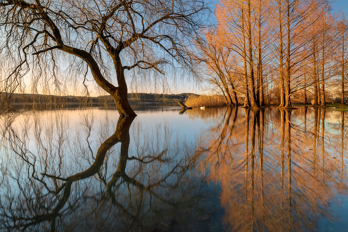 Mirrored trees (di cheroz)