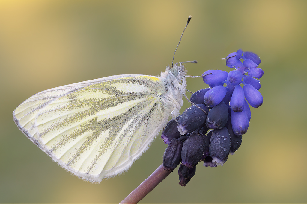 Pieris napi