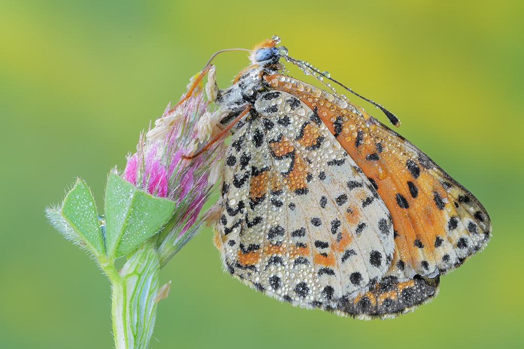 Melitaea didyma