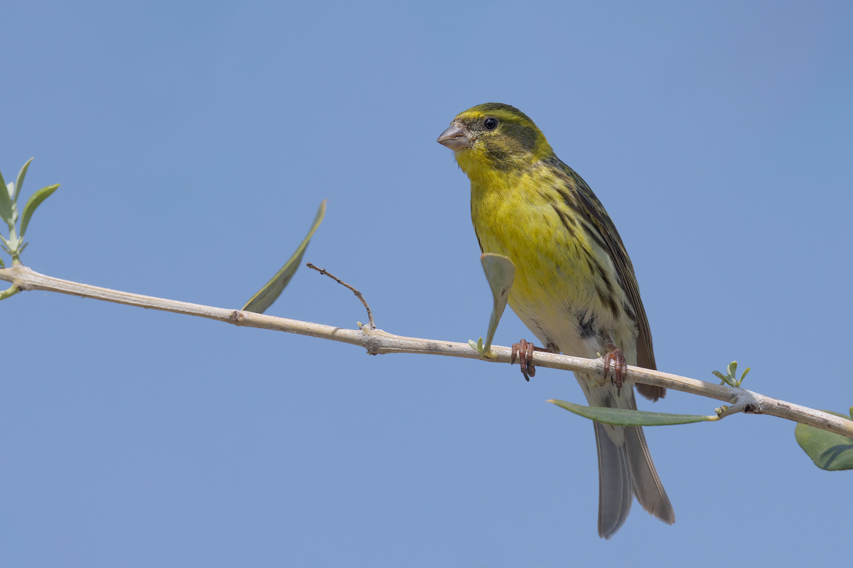 Verzellino (Serinus serinus)