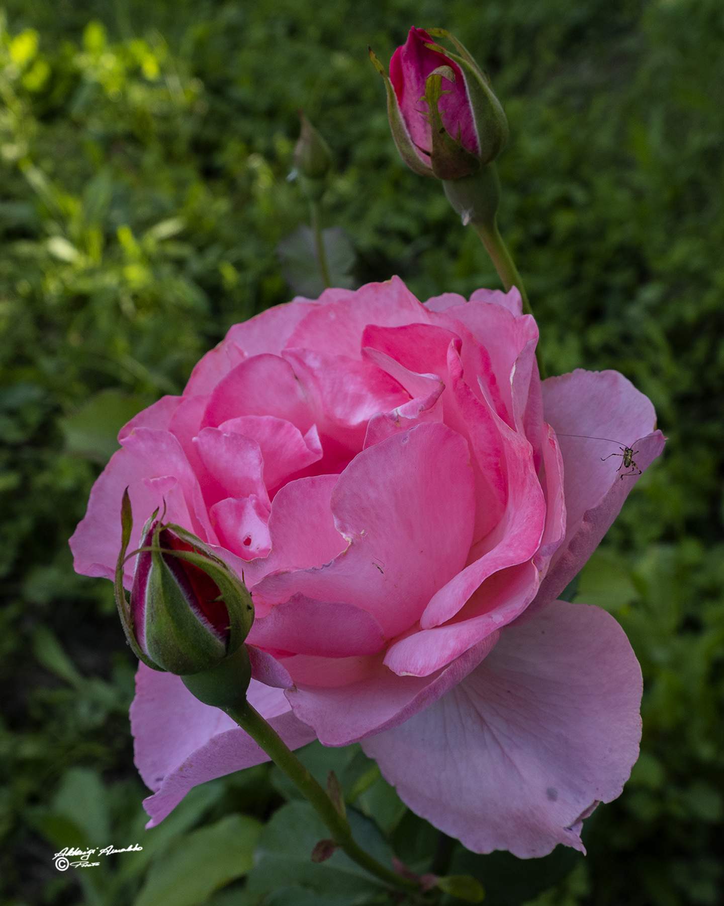 Rosa di Campo.