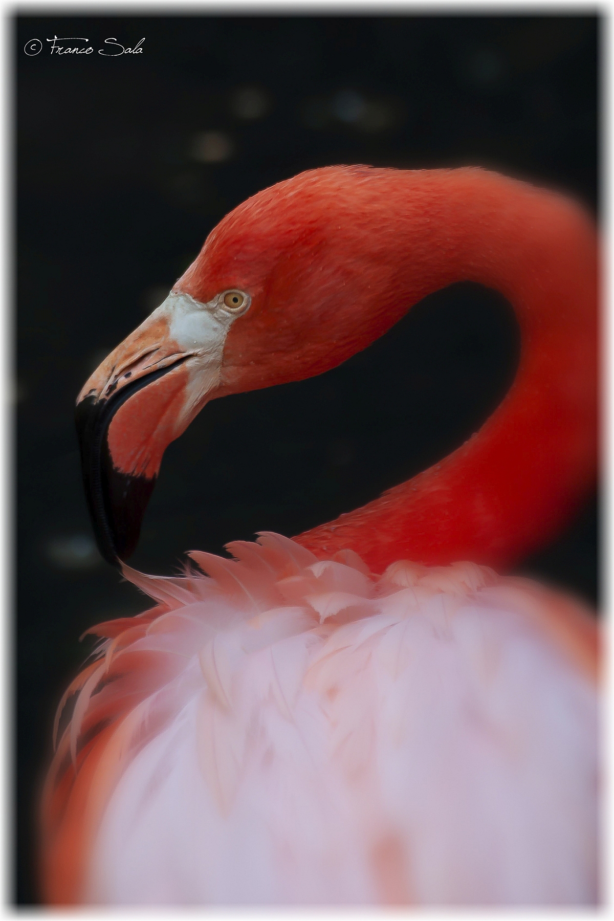 PHOENICOPTERUS RUBER