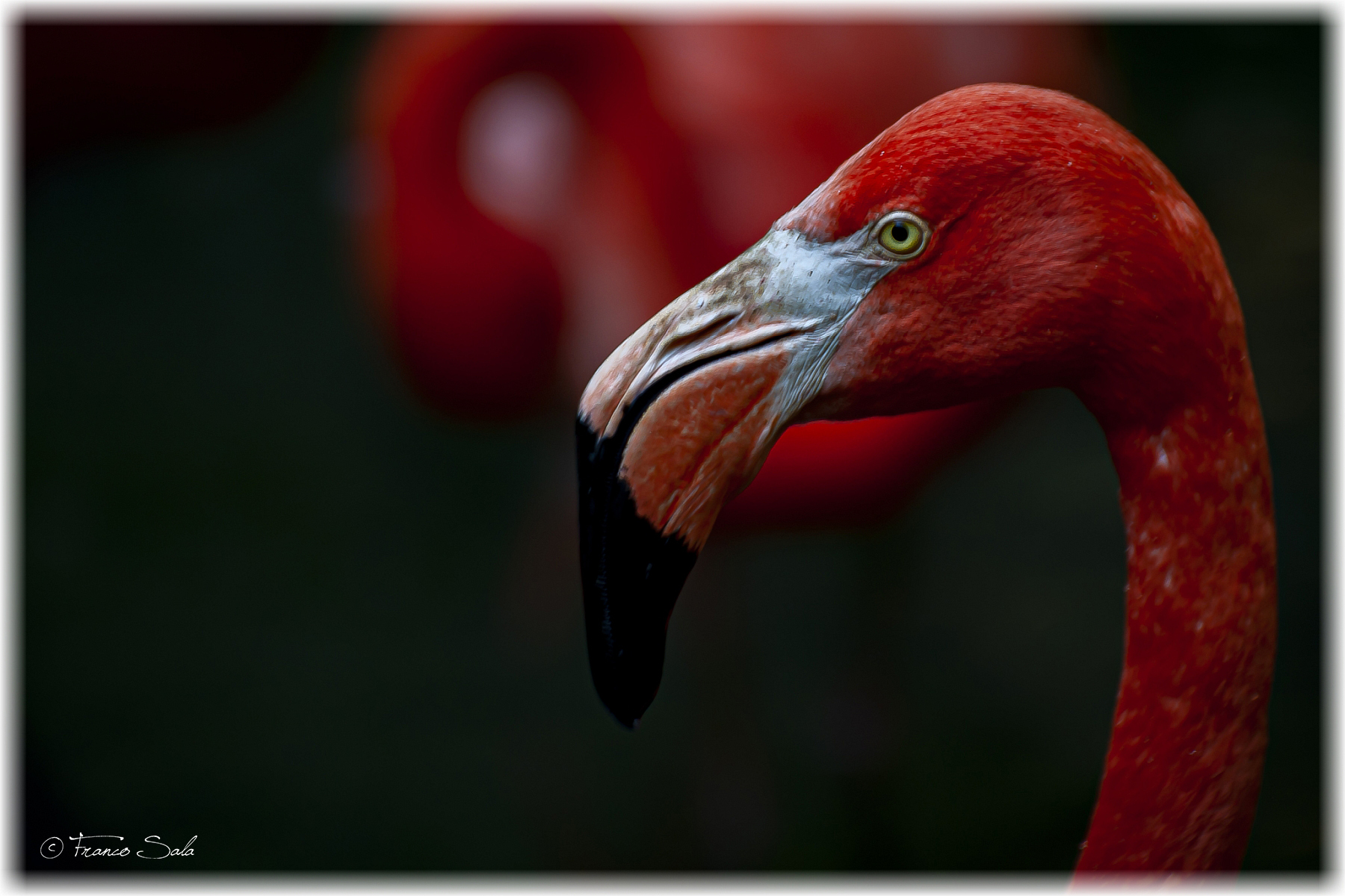PHOENICOPTERUS RUBER
