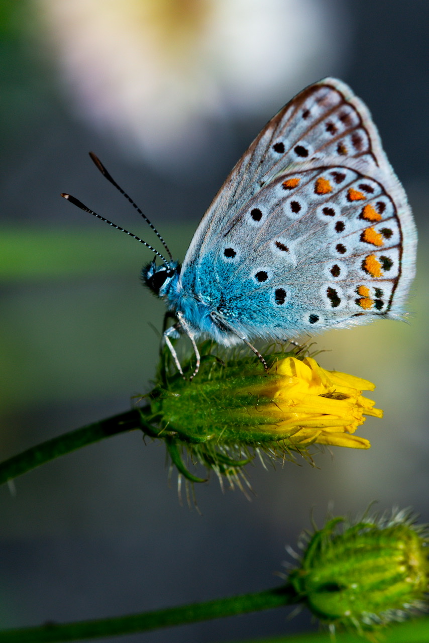 farfalla blu