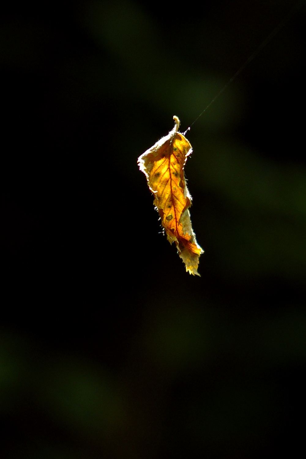 spider foglia.