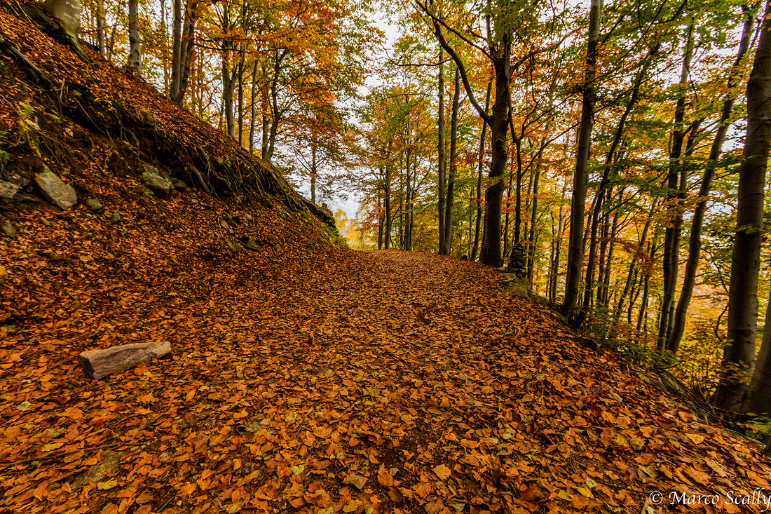 Il viale del bosco del sorriso