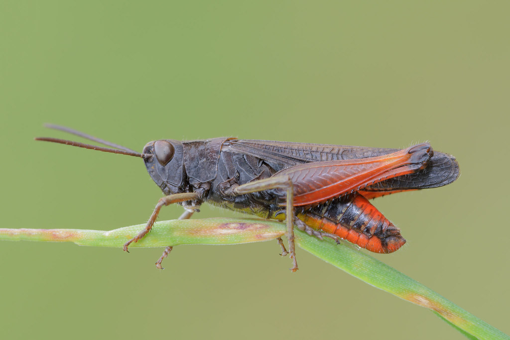 Omocestus rufipes